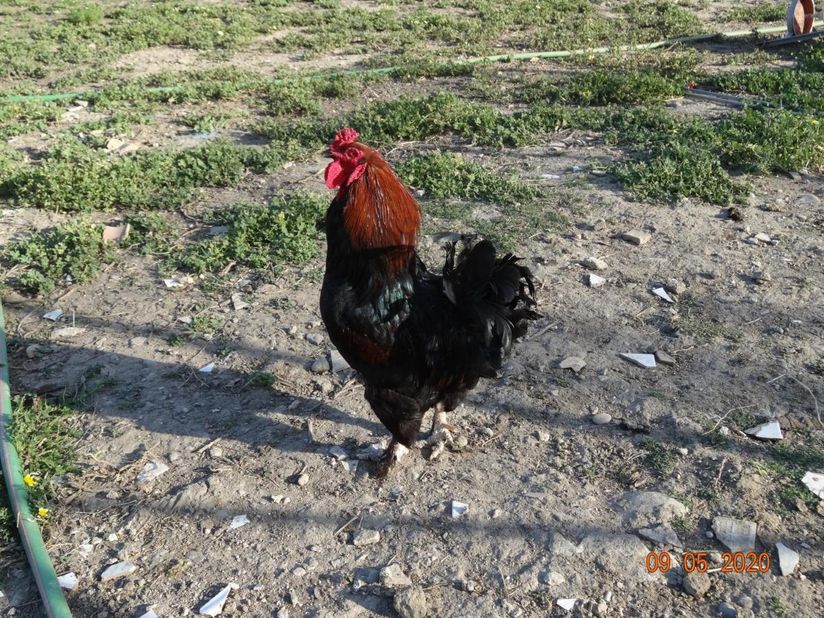 Fieri Botricello